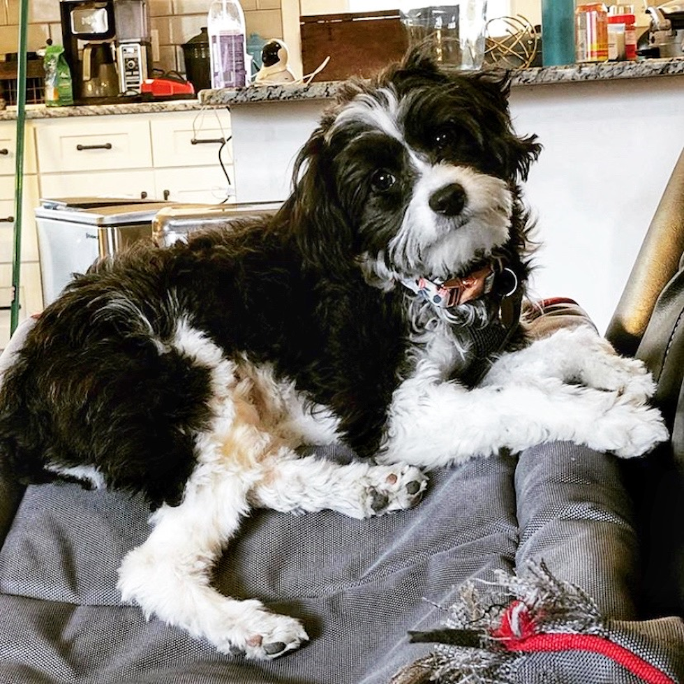 Cute Mini Aussiedoodle Pup
