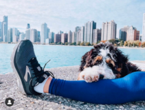 Cute Mini Bernedoodle Poodle Mix Pup Cute Mini Bernedoodle Poodle Mix Pup