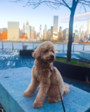 Mini Goldendoodle Being Cute Mini Goldendoodle Being Cute