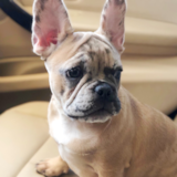 Cute French Bulldog Purebred Pup Cute French Bulldog Purebred Pup