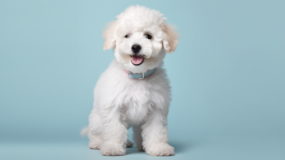 Cute Poochon Poodle Mix Pup