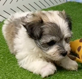 Havashon Puppies For Sale - Puppy Love PR