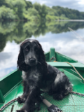 Cocker Spaniel Being Cute