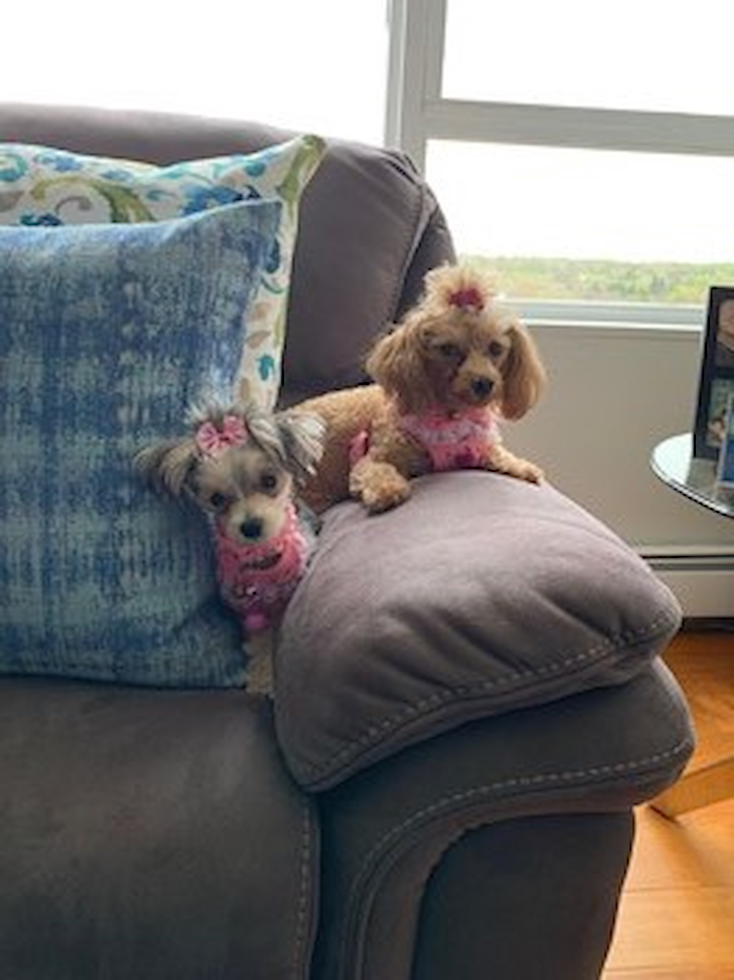 Cute Yorkie Designer Pup