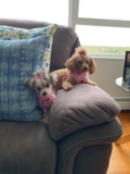 Cute Yorkie Designer Pup Cute Yorkie Designer Pup