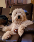 Cute Golden Retriever Poodle Mix Pup Cute Golden Retriever Poodle Mix Pup