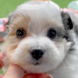 Cute Aussiechon Pup