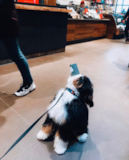 Cute Mini Bernedoodle Poodle Mix Pup Cute Mini Bernedoodle Poodle Mix Pup