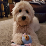 Cute Golden Retriever Poodle Mix Pup Cute Golden Retriever Poodle Mix Pup