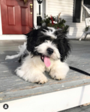Cute Teddy Bear Designer Pup Cute Teddy Bear Designer Pup
