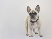 Cute Frenchie Purebred Pup Cute Frenchie Purebred Pup