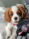 Cavalier King Charles Spaniel Being Cute