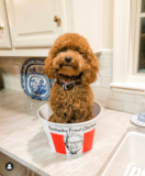 Cute Mini Goldendoodle Pup Cute Mini Goldendoodle Pup