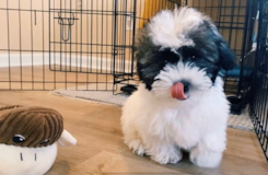 Cute Havanese Pup Cute Havanese Pup