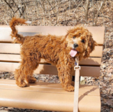 Cute Cavalier Poodle Mix Pup Cute Cavalier Poodle Mix Pup