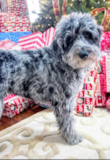 Mini Aussiedoodle Being Cute Mini Aussiedoodle Being Cute
