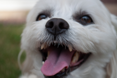 Cute Maltese Purebred Pup