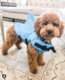 Cute Mini Goldendoodle Poodle Mix Pup Cute Mini Goldendoodle Poodle Mix Pup