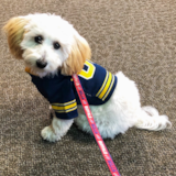 Cute Bichpoo Poodle Mix Pup
