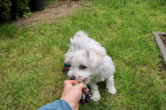 Cute Maltese Purebred Pup