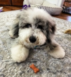 Cute English Sheep Dog Poodle Mix Pup Cute English Sheep Dog Poodle Mix Pup