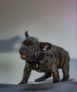 Cute Frenchie Purebred Pup