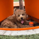 Cute Cavadoodle Poodle Mix Pup Cute Cavadoodle Poodle Mix Pup