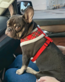 Cute French Bulldog Purebred Pup Cute French Bulldog Purebred Pup