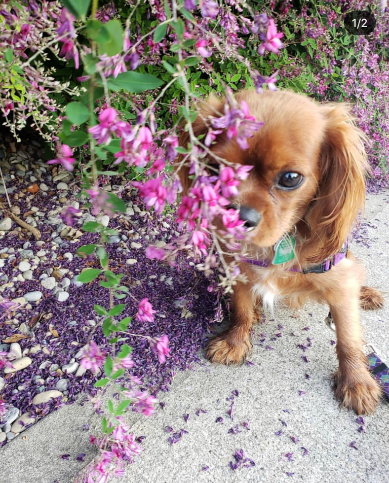 Cute Cavalier King Charles Spaniel Pup