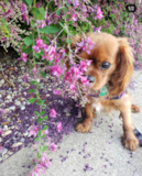 Cute Cavalier King Charles Spaniel Pup Cute Cavalier King Charles Spaniel Pup