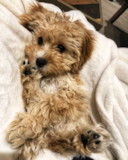 Cute Maltipom Designer Pup Cute Maltipom Designer Pup