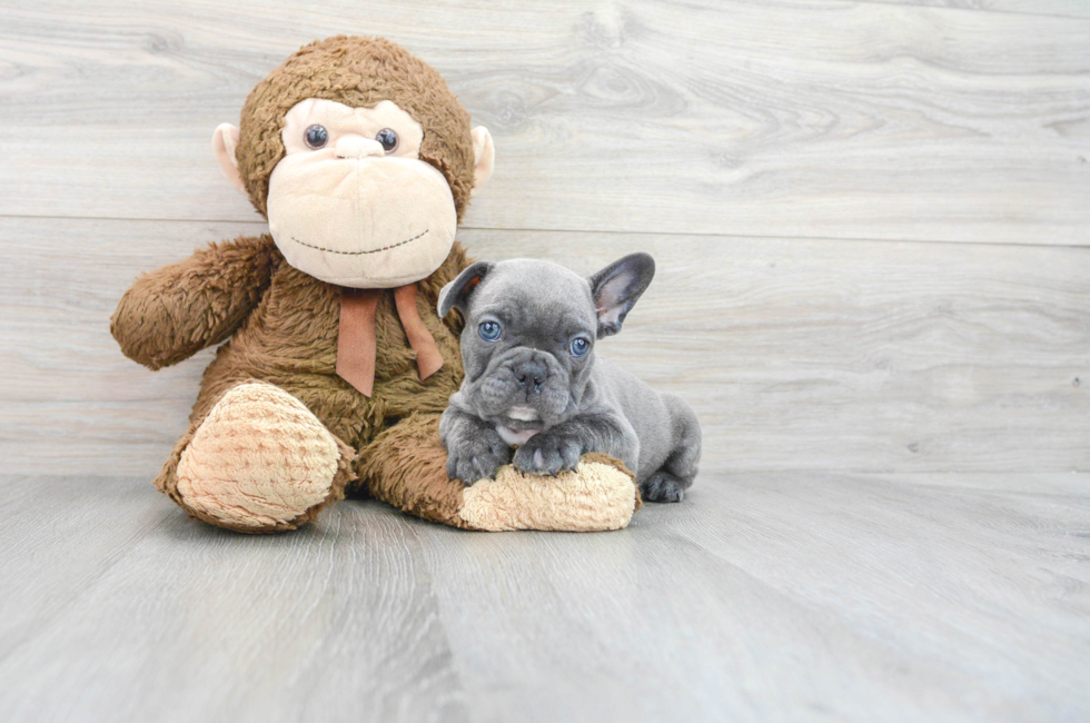 7 week old French Bulldog Puppy For Sale - Puppy Love PR