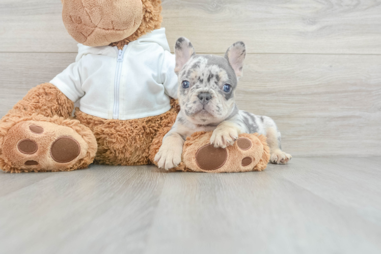Meet Blue - our French Bulldog Puppy Photo 1/3 - Puppy Love PR Popular French Bulldog Baby