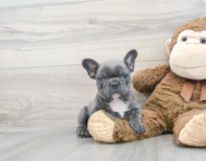 8 week old French Bulldog Puppy For Sale - Puppy Love PR