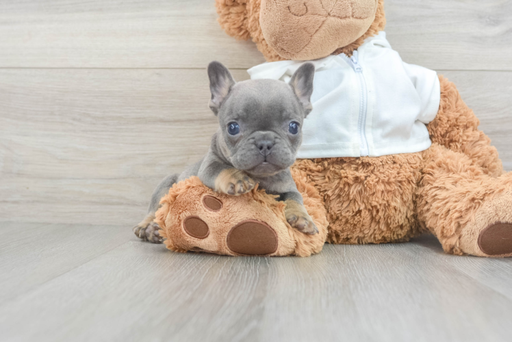 Meet Bronson - our French Bulldog Puppy Photo 1/3 - Puppy Love PR Little French Bulldog Baby