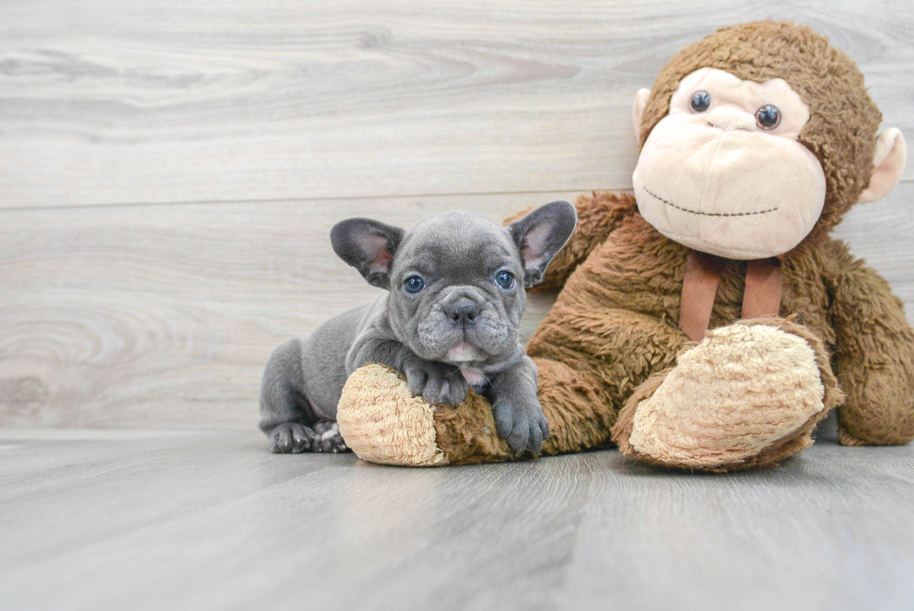 French Bulldog Puppy for Adoption