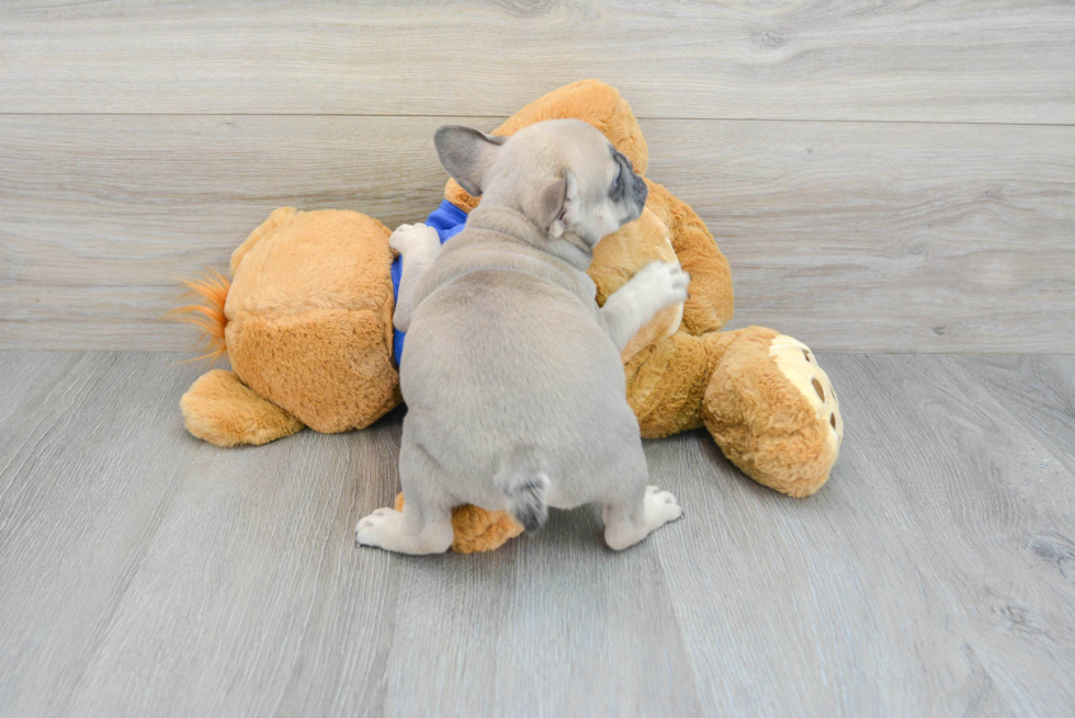 French Bulldog Puppy for Adoption