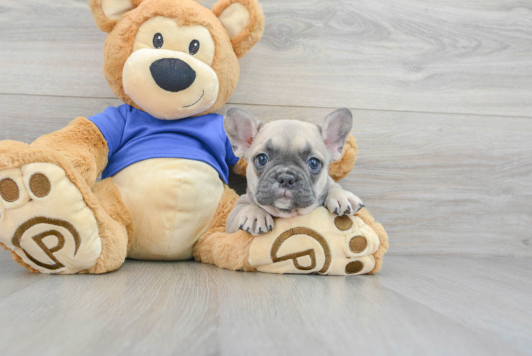 French Bulldog Puppy for Adoption