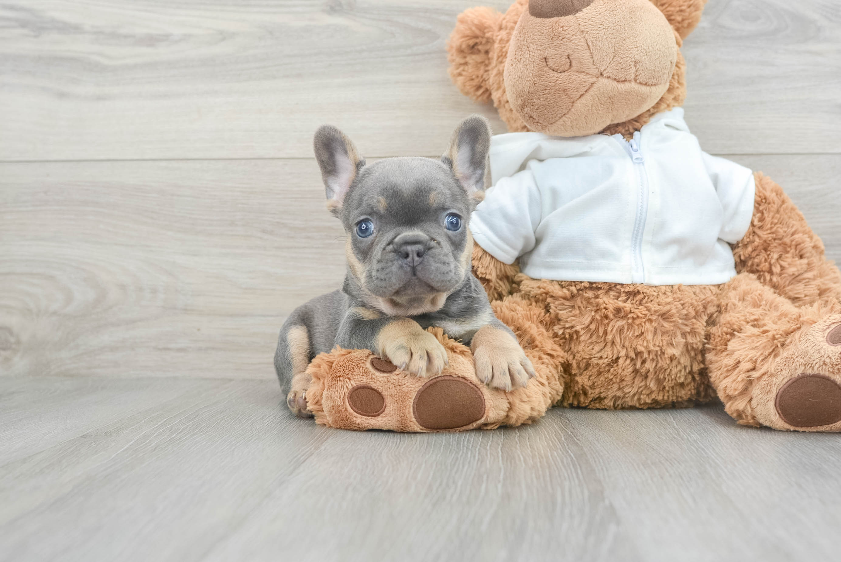 Best French Bulldog Baby