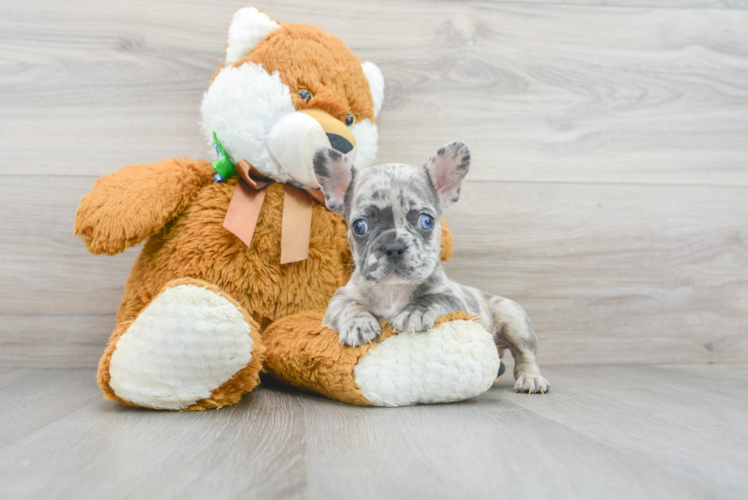 Best French Bulldog Baby