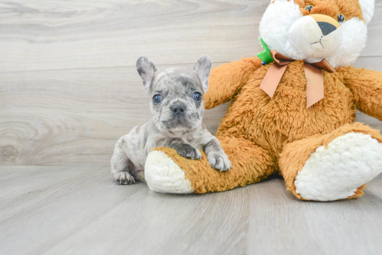 Cute French Bulldog Purebred Pup