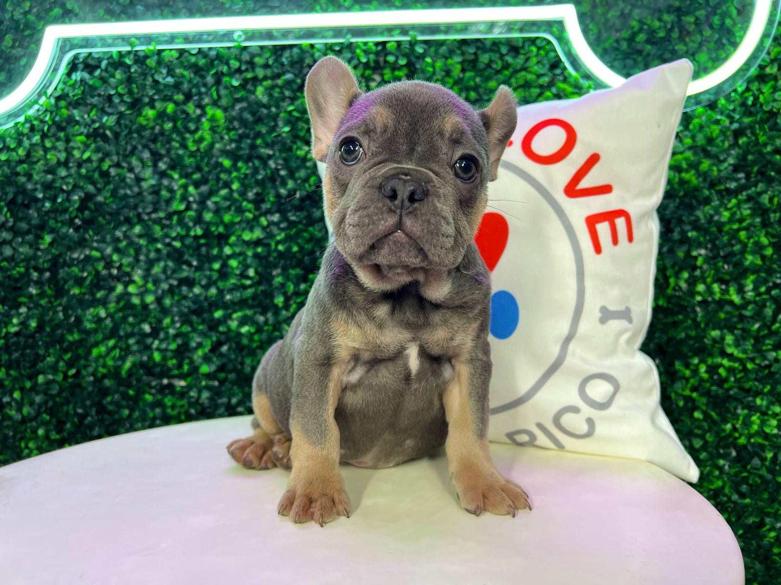 French Bulldog Puppy for Adoption