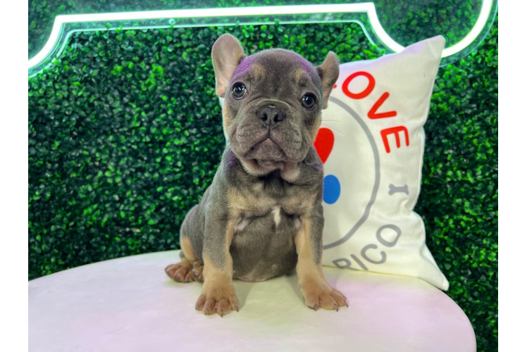 Meet Diesel - our French Bulldog Puppy Photo 1/4 - Puppy Love PR French Bulldog Puppy for Adoption