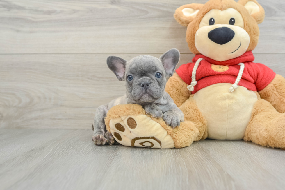 Best French Bulldog Baby