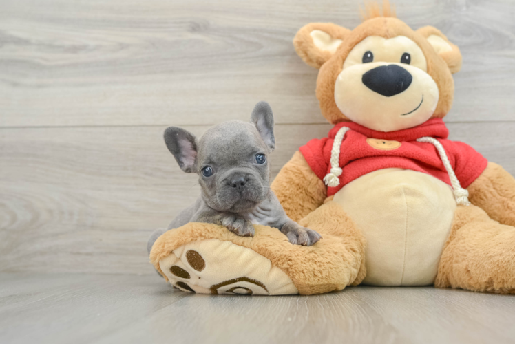 French Bulldog Puppy for Adoption