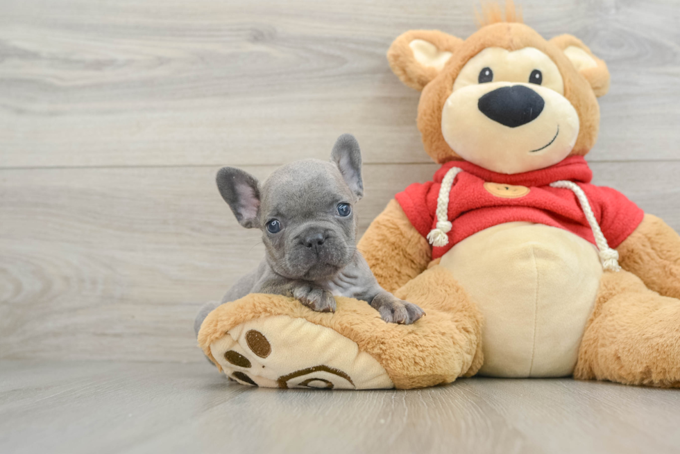 French Bulldog Puppy for Adoption