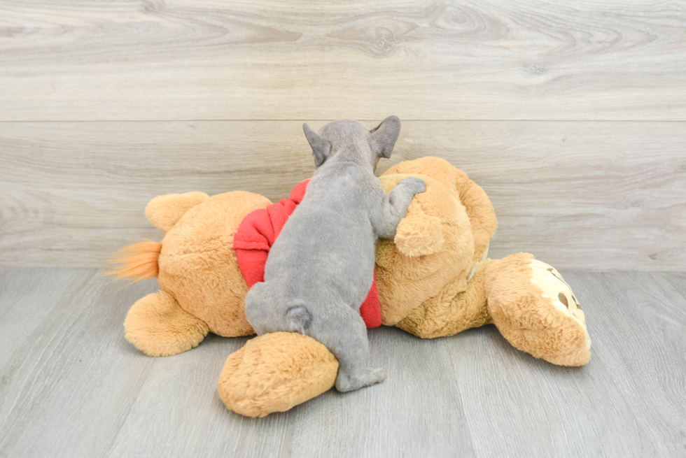 Playful French Bulldog Purebred Pup