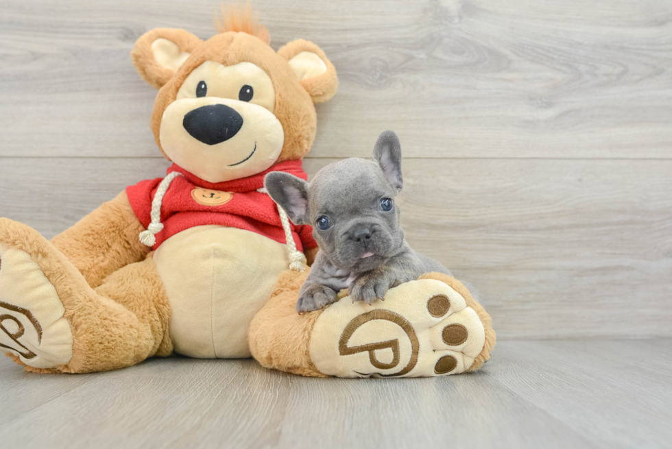 Adorable Frenchie Purebred Puppy
