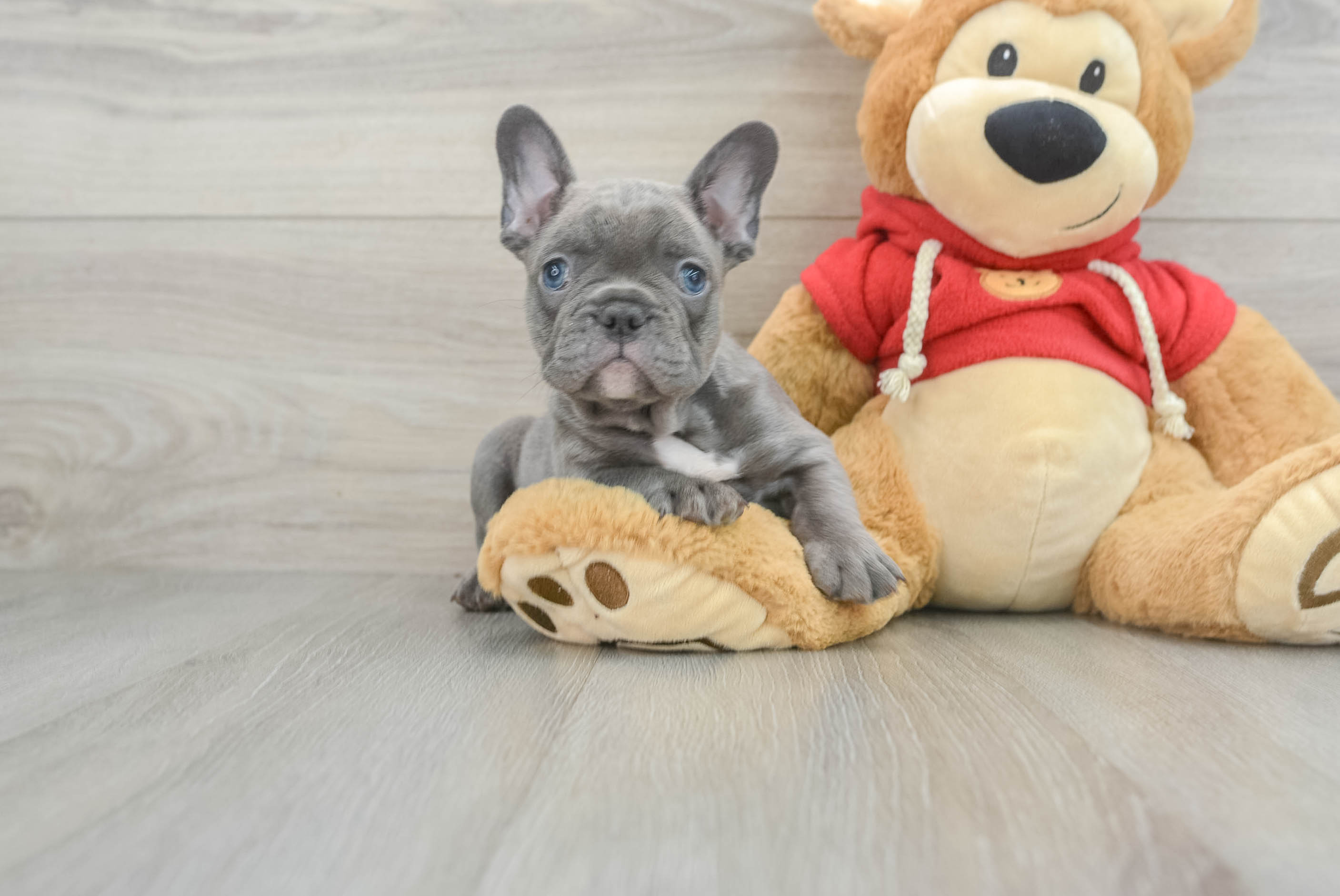 French Bulldog Pup Being Cute