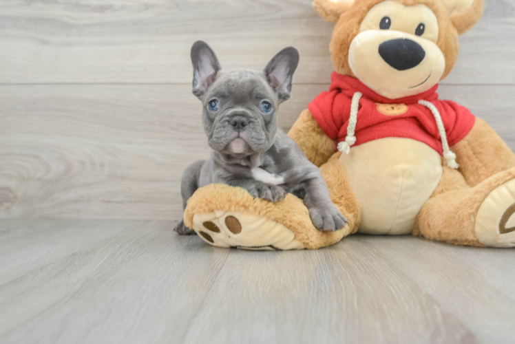 Meet Drogo - our French Bulldog Puppy Photo 1/3 - Puppy Love PR French Bulldog Pup Being Cute